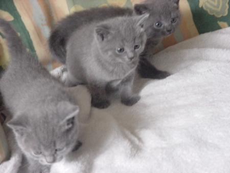 3 comme les aristochats