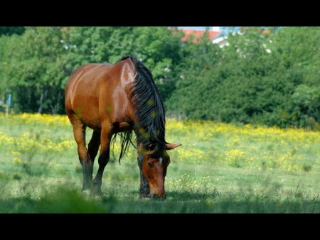 Le cheval