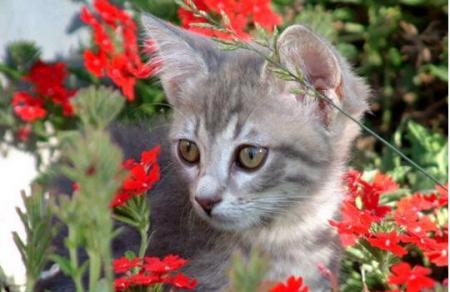 Dans les fleurs