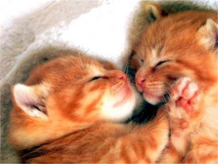 Trop mignons !!!